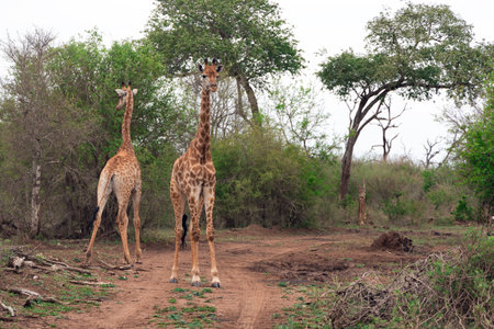 A pair of giraffes graze in the savannah in Hlane National Park, located in northeastern Swaziland, Africaの写真素材