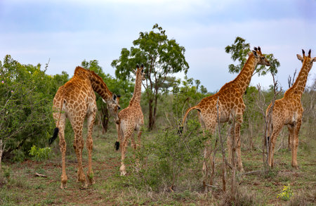 A family of giraffes graze in the savannah in Hlane National Park, or Royal Hlane National Park, is located in northeastern Swaziland, Africaの写真素材