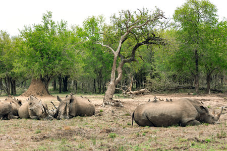 Herd of African black rhinoceros with oxpeckers on their backs resting in soft mud in Hlane National Park, or Royal Hlane National Park, is located in northeastern Swaziland, Africaの写真素材