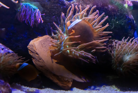 Bubble tip anemone animal move tentacles on live rock stone and clownfish shoal swim in water flow.の写真素材