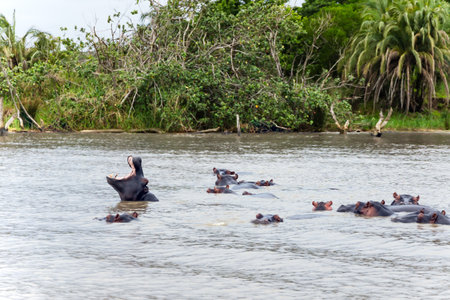A large group or herd of African hippos or hippopotamuses in calm river water in South Africaの写真素材