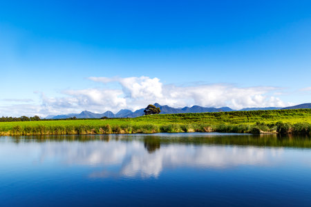 Breath-taking views of open green pastures and the distant Tsitsikamma Mountain with reflection in the Storms River, Blue Lilies Bush, South Africa.の写真素材