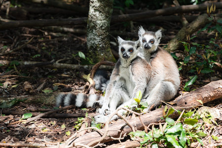 A pair of feline lemurs sit quietly on the ground and bask in the sunshine in Monkeyland Primate...