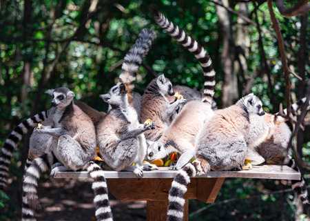 A group of ring-tailed lemurs dine on fruit at a feeding table in Monkeyland Primate Sanctuary. South Africa.の写真素材