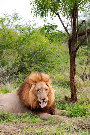 A handsome lion with a large mane rests in the shade of trees on a hot day in Kruger National Park, Mpumalanga Province, South Africa.の写真素材