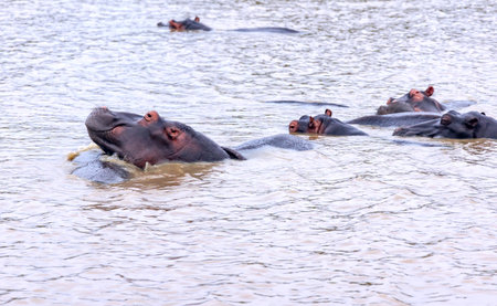 A large group or herd of African hippos or hippopotamuses in calm river water in Kruger National Park, South Africaの写真素材