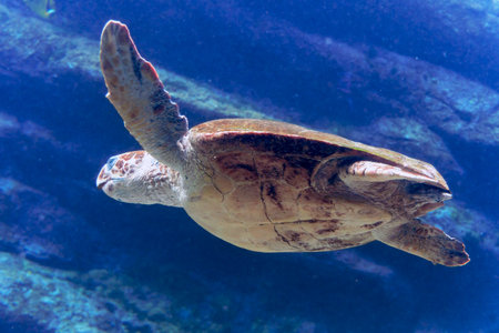 A large sea turtle swims in seawater in Two Oceans Aquarium in Cape Town, South Africaの写真素材