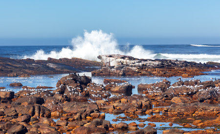 There is a large rookery of seals on the coastal cliffs and a large flock of seagulls at Cape Agulhas, where the Indian and Atlantic Oceans meet - a cape in South Africaの写真素材