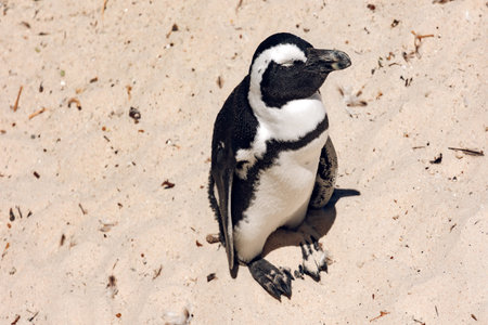A African Penguin (Spheniscus demersus) basking on the on Boulders Beach where they dig nests to lay eggs, Cape of Good Hope, South Africaの写真素材