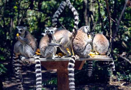 A group of ring-tailed lemurs dine on fruit at a feeding table. South Africa.の写真素材