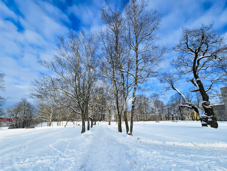 Winter landscape with snow-covered trees in the Riga city park and blue skyの写真素材