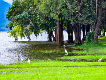 Beautiful morning landscape with trees flooded in water against the backdrop of misty mountains in Dambulla, Sri Lanka. Asia.の写真素材