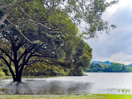 Beautiful morning landscape with trees flooded in water against the backdrop of misty mountains in Dambulla, Sri Lanka. Asia.の写真素材