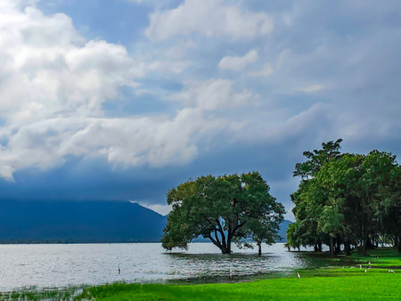 Beautiful morning landscape with trees flooded in water and white herons in the meadow against the backdrop of misty mountains in Dambulla, Sri Lanka. Asia.の写真素材