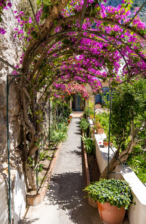 Path to the house through a narrow tunnel covered with pink bougainvillea on the island of Capri, Italyの写真素材