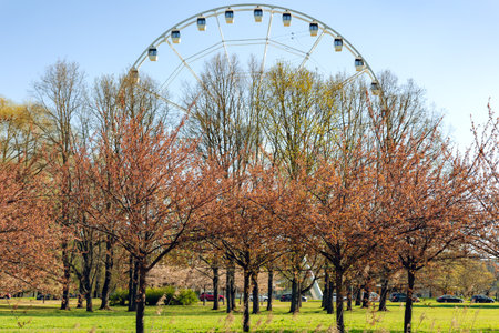 Sunny spring landscape with a cherry blossom on the shore in Victory Park, Riga. Large Ferris wheel in the background.の写真素材