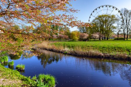 Sunny spring landscape with small pond with a cherry blossom on the shore in Victory Park, Riga, Latvia. Large Ferris wheel in the background.の写真素材