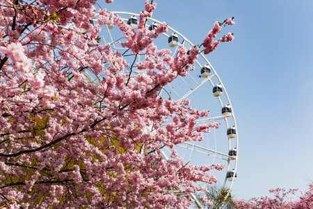 New white Ferris wheel near blossoming sakura trees in Victory Park, Riga. Latviaの写真素材