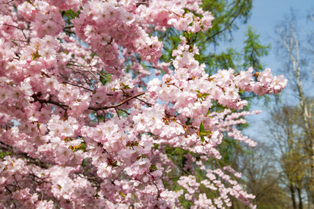 Sunny spring landscape with a bunch of cherry blossom in Victory Park, Riga, Latvia.の写真素材