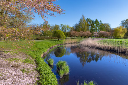 Sunny spring landscape with small pond with a cherry blossom on the shore in Victory Park, Riga, Latvia.の写真素材