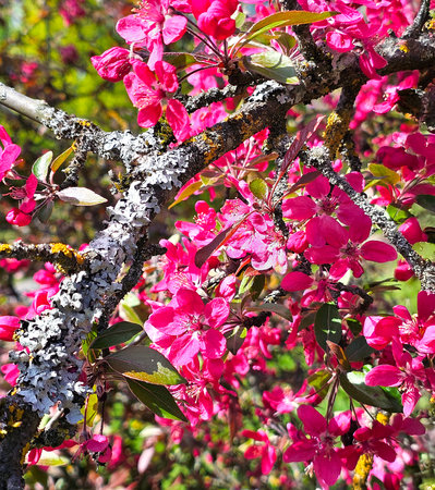 Large purple red blooming plum flowers with long stamens on a tree with gray moss on a clear spring day close-up against the background of a green gardenの写真素材