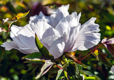 A large blooming of a tree peony white flower close up against the background of emerald green foliageの写真素材