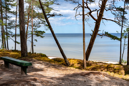 Wooden bench in a pine forest overlooking the Baltic Sea in Latvia. Concept of a calm peaceful holidayの写真素材
