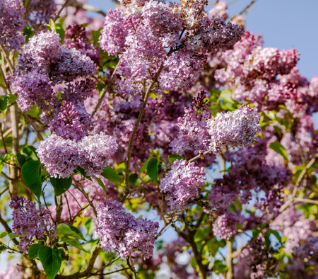 A large bush of lushly blooming pink fragrant garden lilac on a warm May day in Riga, Latviaの写真素材