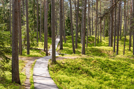 Wooden paths through blueberry fields in a pine forest leading to the Baltic Sea in Riga, Latviaの写真素材