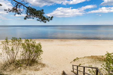 A wooden ecological trail leading through a pine forest and out to the Baltic Sea coast in Latvia.の写真素材
