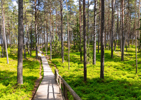 Wooden paths through blueberry fields in a pine forest leading to the Baltic Sea in Riga, Latviaの写真素材