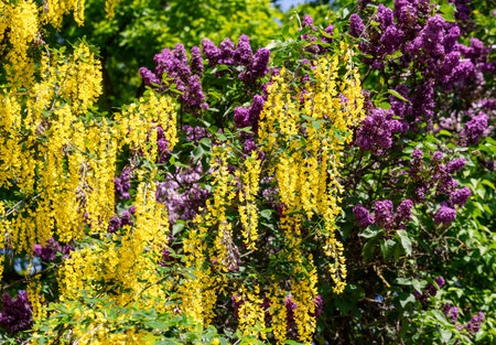 Beautifully blooming May park with blooming yellow acacia and pink lilac in Riga. Latvia. Concept of environmental beautyの写真素材
