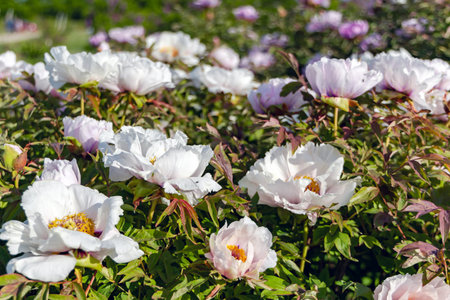 Large bush with lush white flowers of tree peony with bright spring foliage on a warm May day in the gardenの写真素材