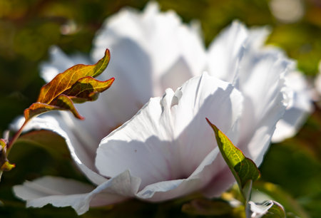 Delicate petals of white tree peony flowers with bright spring foliage on a warm May day in the garden closeupの写真素材