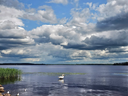 A beautiful swan feeds on the freshwater Kisezers lake against the sky with cumulus clouds in Riga, Latvia. The concept of beauty of the surrounding nature.の写真素材