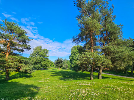 Panorama of a pine park with green trimmed laws on a sunny day in Riga, Latvia. Clean environment concept.の写真素材