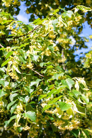 A lushly blooming linden tree with a pleasant aroma on a sunny June day in the park.の写真素材