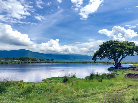Ngorongoro Crater Conservation Area with Umbrella acacias Albizia on the shore of a lake in Tanzania. East Africaの写真素材