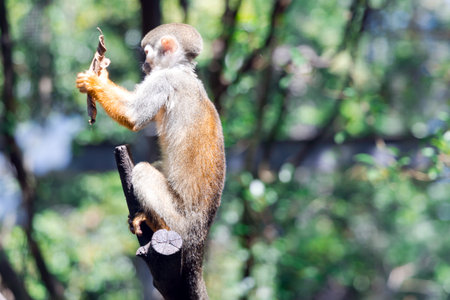 A small squirrel monkey (Saimiri sciureus) sits on a tree branch and plays with a dry leaf.