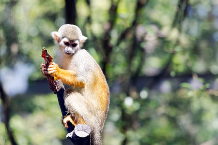 A small squirrel monkey (Saimiri sciureus) sits on a tree branch and plays with a dry leaf.