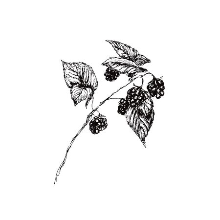 vector hand drawn simplified illustration of a raspberry branch isolated on white. Design element, botanical image, printed goods.のイラスト素材