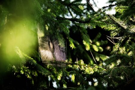 Spider web on the branches of a tree.の写真素材