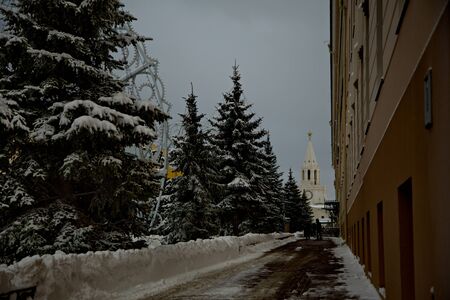 Blue spruce in the territory of the Kazan Kremlin.の写真素材