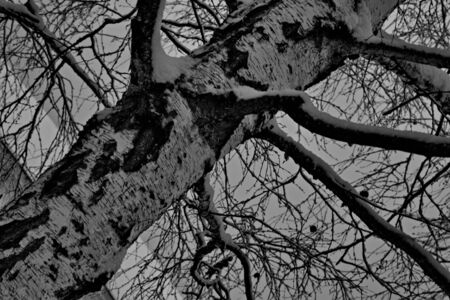 Birch in the winter forest.の写真素材
