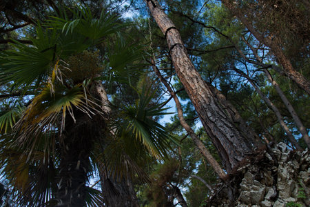 Coastal jungle of the Abkhaz mountains.