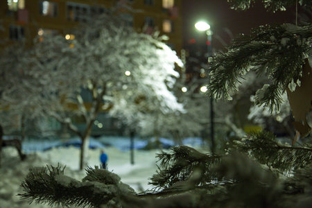 Snow-covered trees in a winter Moscow park.の写真素材