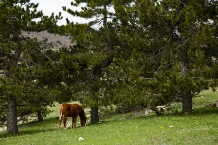 Grazing foal on the slopes of Mount Ai-Petri, Crimea.の写真素材
