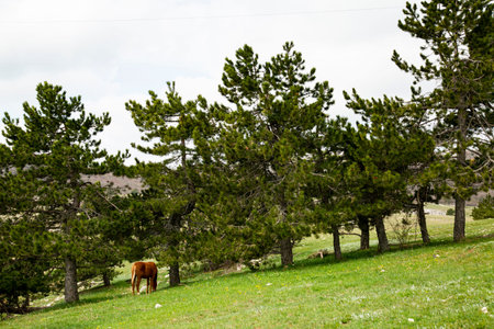 Grazing foal on the slopes of Mount Ai-Petri, Crimea.