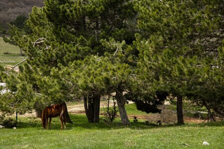 Grazing foal on the slopes of Mount Ai-Petri, Crimea.の写真素材