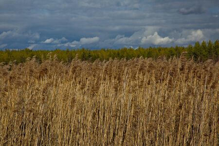 Thickets of coastal lake grass, Central Russia.の写真素材